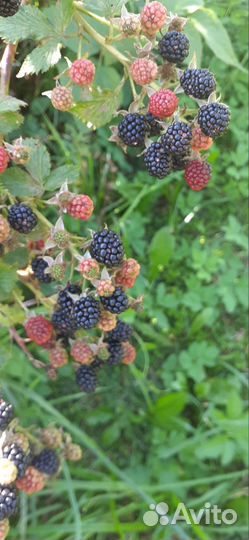 Клюква, ежевика, тибетская малина, жимолость