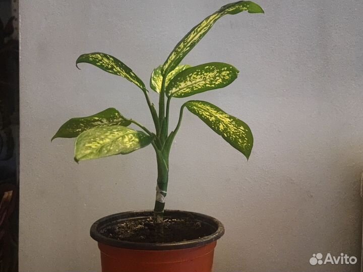 Диффенбахия