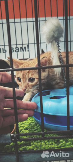 Домашние животные бесплатно собаки кошки