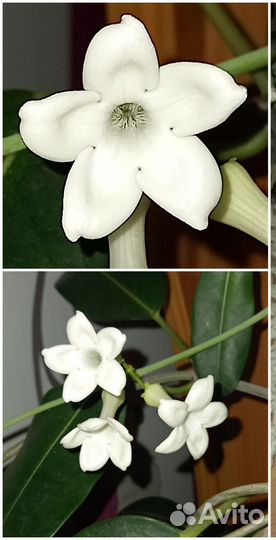 Стефанотис