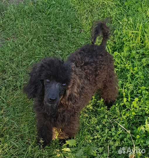 Тойпудель вязка