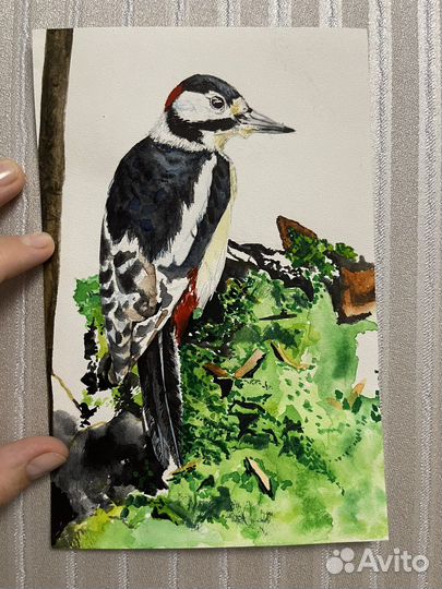 Дятел акварелью