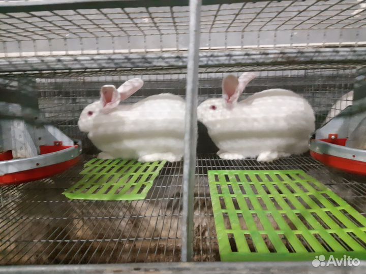 Кролики Хиколь