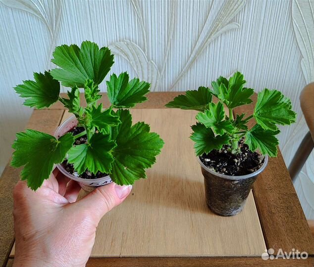 Королевская Пеларгония и Бугенвиллии Укорененные