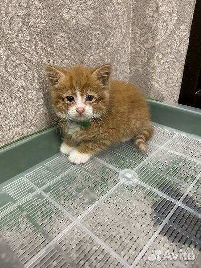 Кошка в дар бесплатно