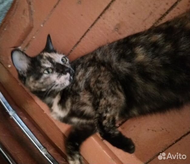 Ищем хозяев для кошки