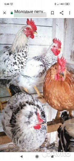 Молодые петухи
