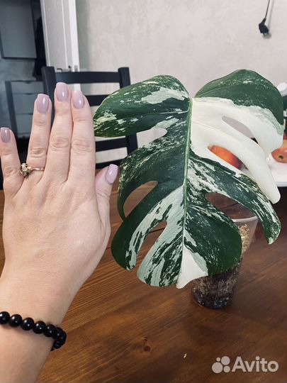 Монстера вариегатная альба