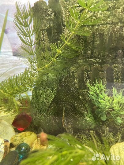 Аквариум для рыб 80л