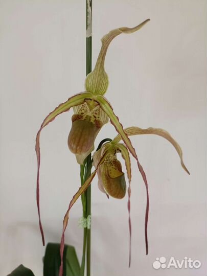 Орхидея Фрагмипедиум