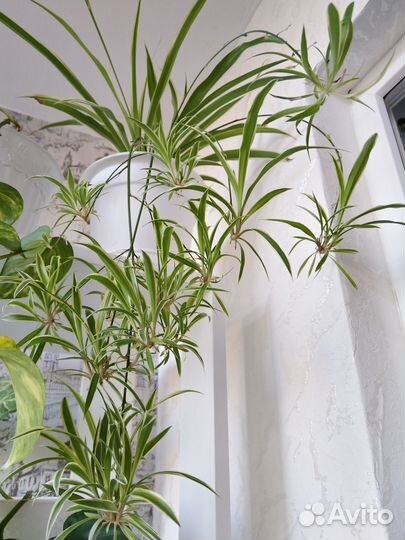 Комнатные цветы обмен и продажа