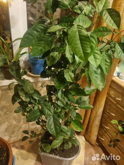 Цитрусовое дерево