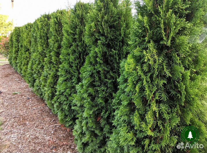 Туя Брабант на участок из своего питомника