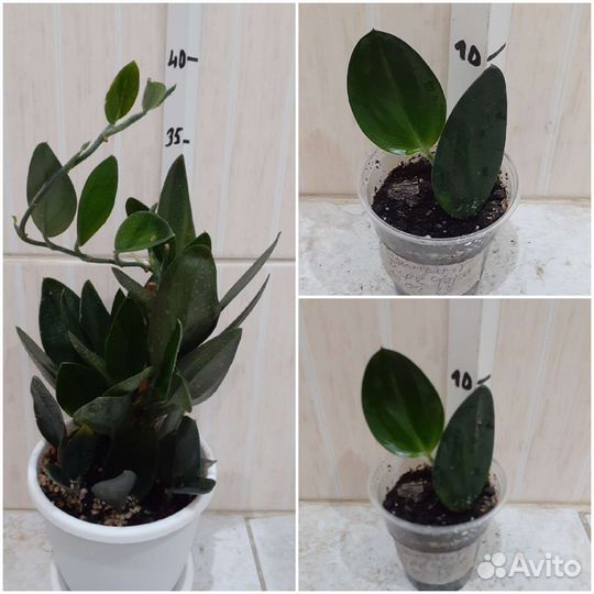 Сциндапсус Дарк Форм, Эпипремнум, Филодендрон