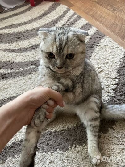 Шотландская вислоухая кошка бесплатно