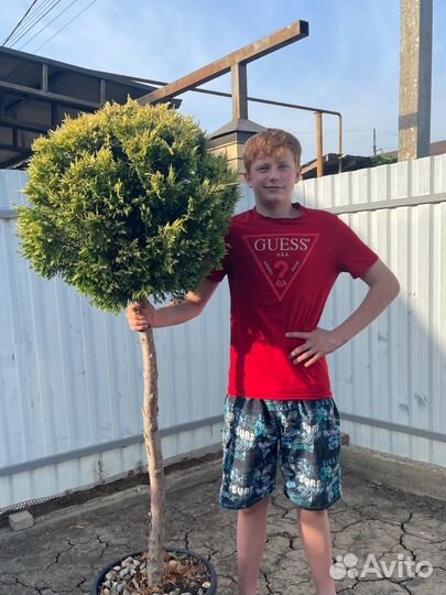 Хвойные растения