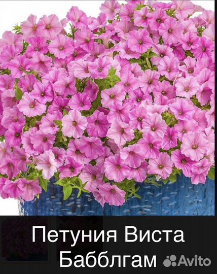 Петунии - гиганты: сортосерия Виста