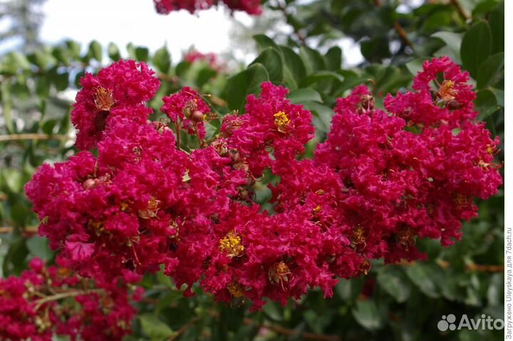 Лагерстремия семена