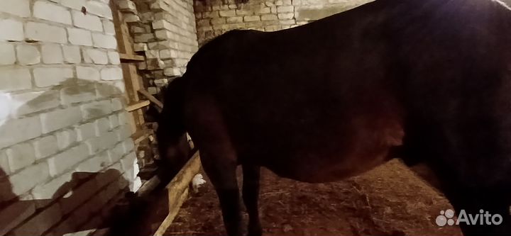 Русский рысак