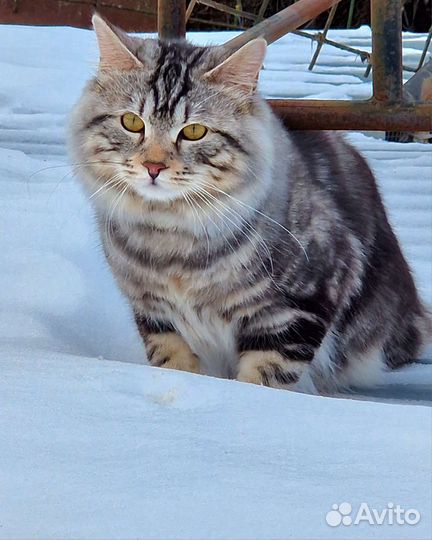 Вязка Курильский бобтейл