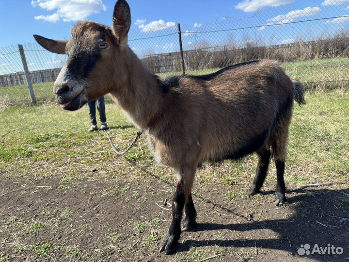 Чешско-альпийские козы и козочки