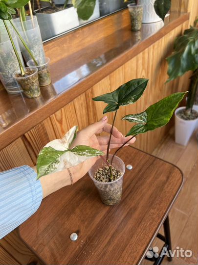 Комнатные растения