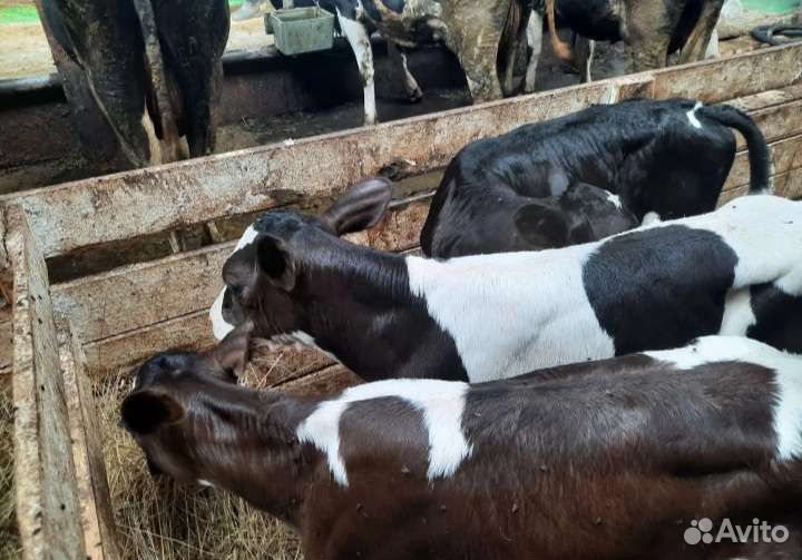 Телята бычки