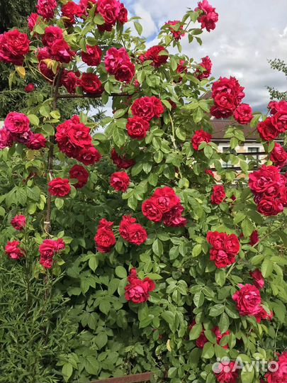 Многолетние цветы,кустарники