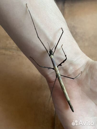 Палочники labofemora и sceptrophasma
