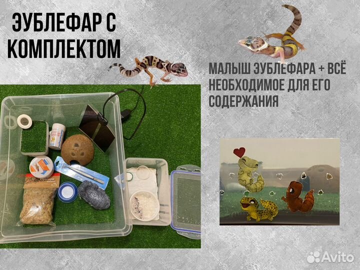 Малыши эублефара + полный комплект для содержания