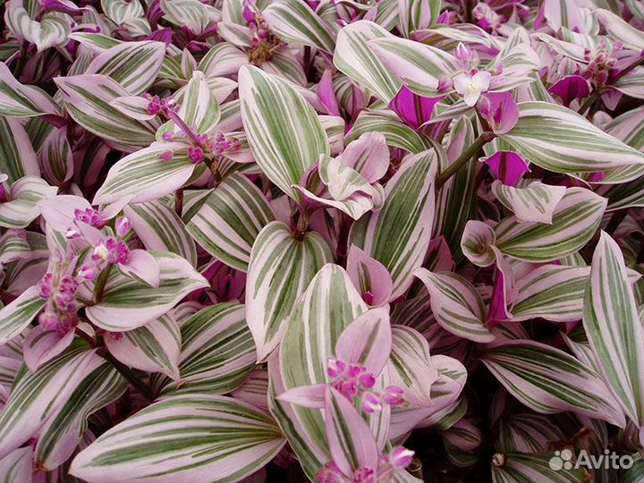 Цветы домашние цветущие, многолетние, красивые