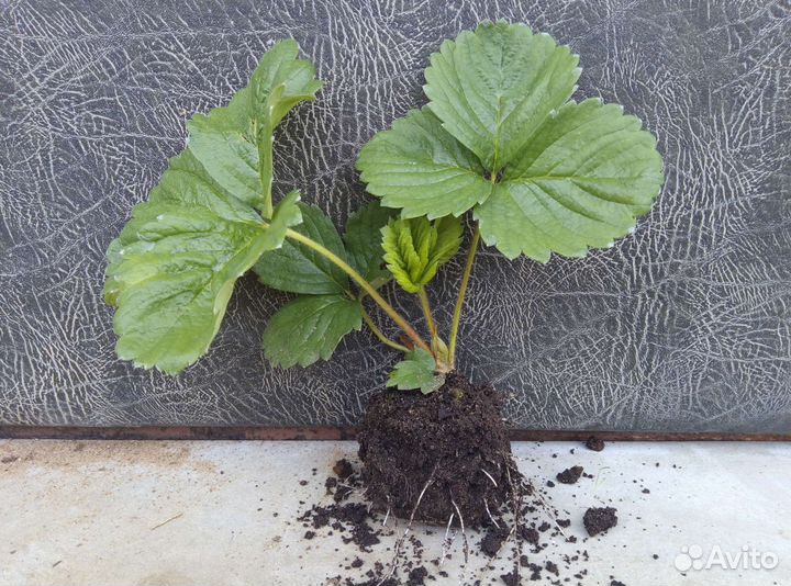 Рассада сортовой клубники, земляники