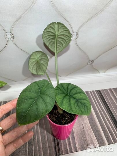 Мэло алоказия