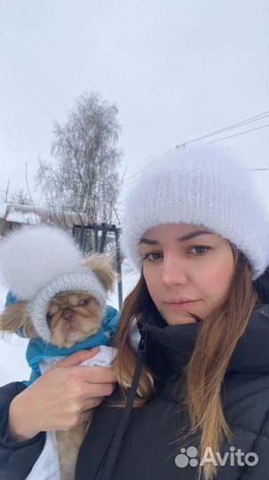 Вязаные шапки для собак
