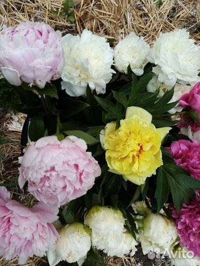 Корень жёлтого пиона