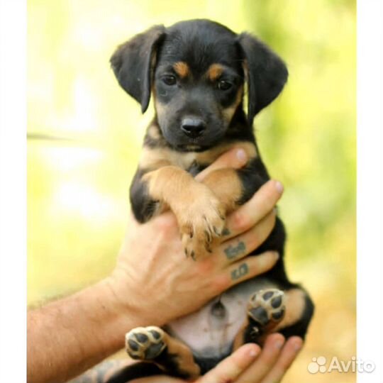 Собака щенок от мамы ягдтерьера