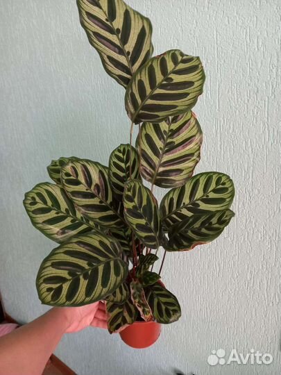 Калатея Макояна