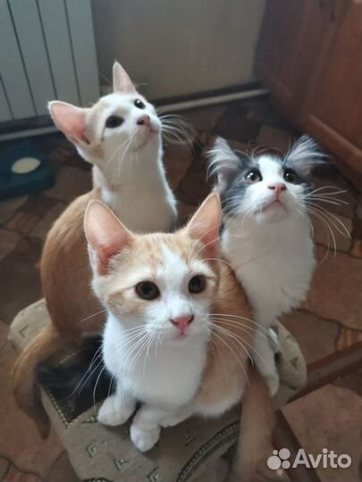 Котики бесплатно в добрые руки
