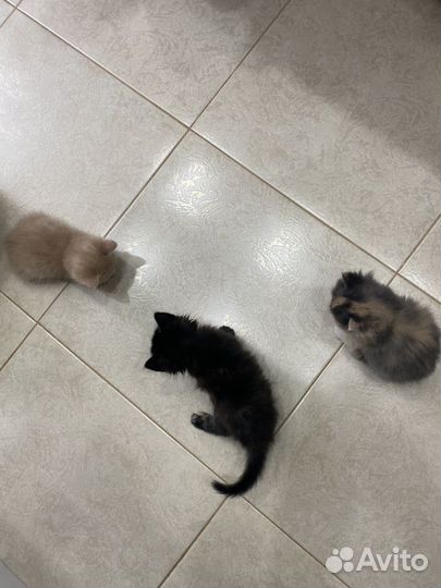 Отдам котят