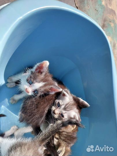 Котята