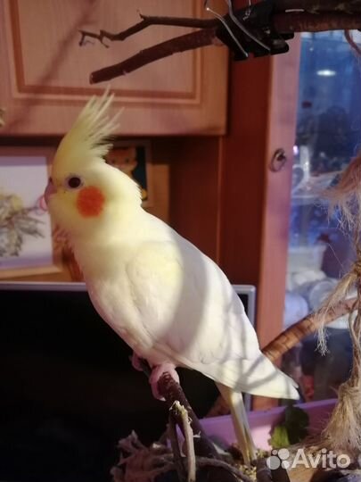 Попугай корелла птенец