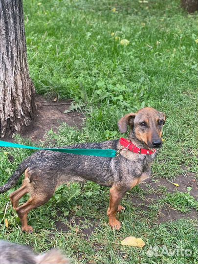 Маленькая собачка в дар