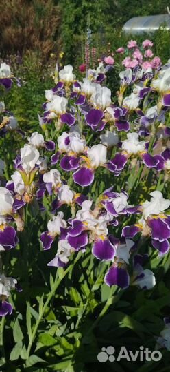 Примула многолетние цветы