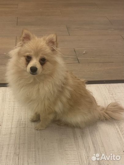 Сука немецкого малого шпица из питомника