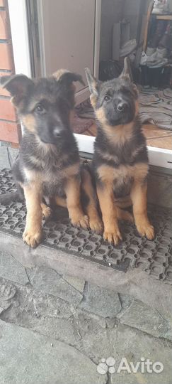 Собака немецкая овчарка