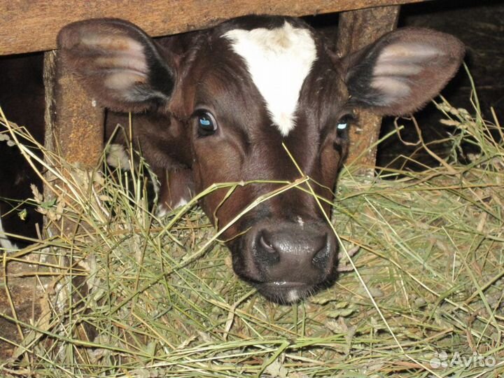 Телята бычки