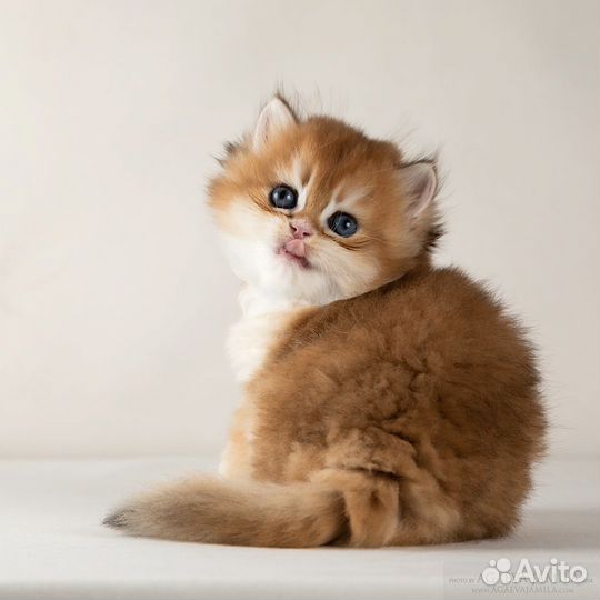 Золотые британские длинношерстные шиншиллы