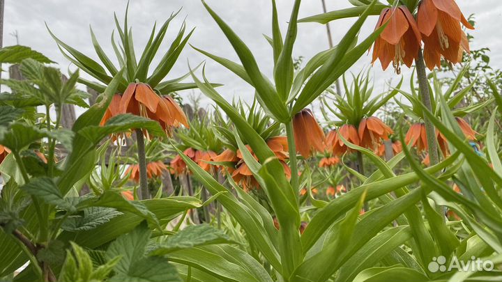 Рябчик императорский