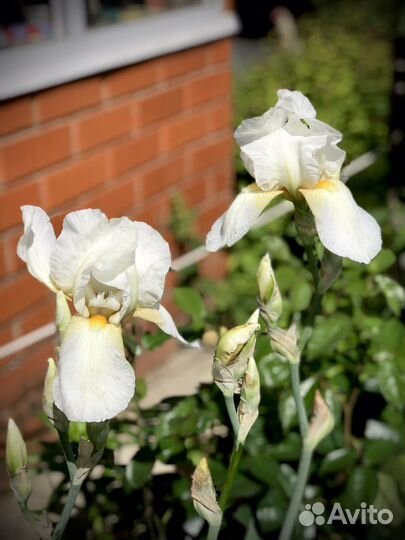 Ирисы