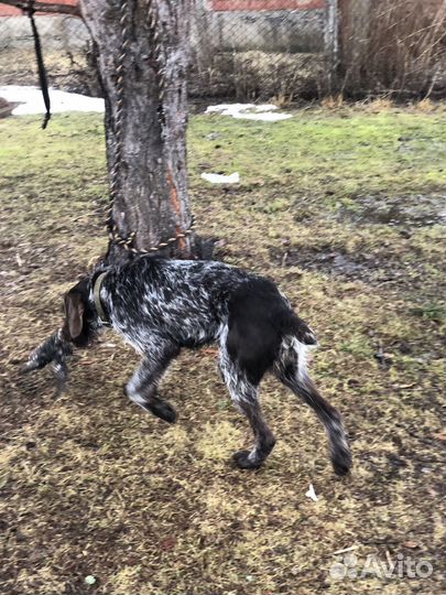 Дратхар,вязка